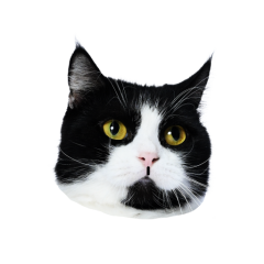Catster sticker #16