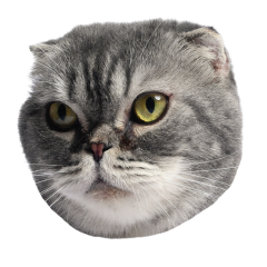 Catster sticker #21