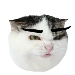 Catster sticker nº1 - descargue como WEBP.