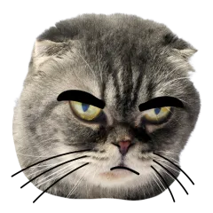 Catster sticker nº2 - descargue como WEBP.