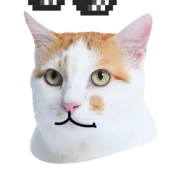 Catster sticker nº5 - descargue como WEBP.