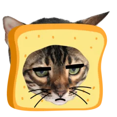 Catster sticker nº9 - descargue como WEBP.