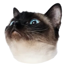 Catster sticker nº11 - descargue como WEBP.