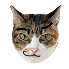 Catster sticker nº12 - descargue como WEBP.