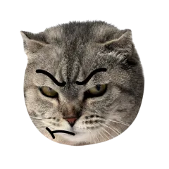 Catster sticker nº14 - descargue como WEBP.