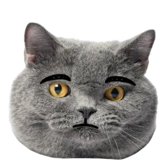 Catster sticker nº15 - descargue como WEBP.