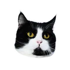 Catster sticker nº16 - descargue como WEBP.