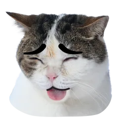 Catster sticker nº17 - descargue como WEBP.