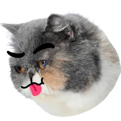 Catster sticker nº18 - descargue como WEBP.