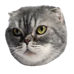 Catster sticker nº21 - descargue como WEBP.