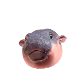 Moo Deng sticker #5 - download as WEBP.
