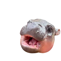 Moo Deng sticker #13 - download as WEBP.